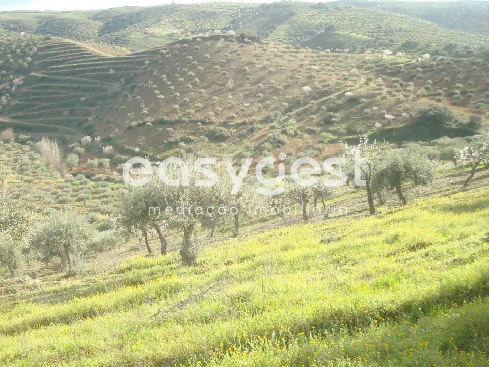 Terreno Agricola ou Rústico para Venda em Castelo Melhor Foto 5