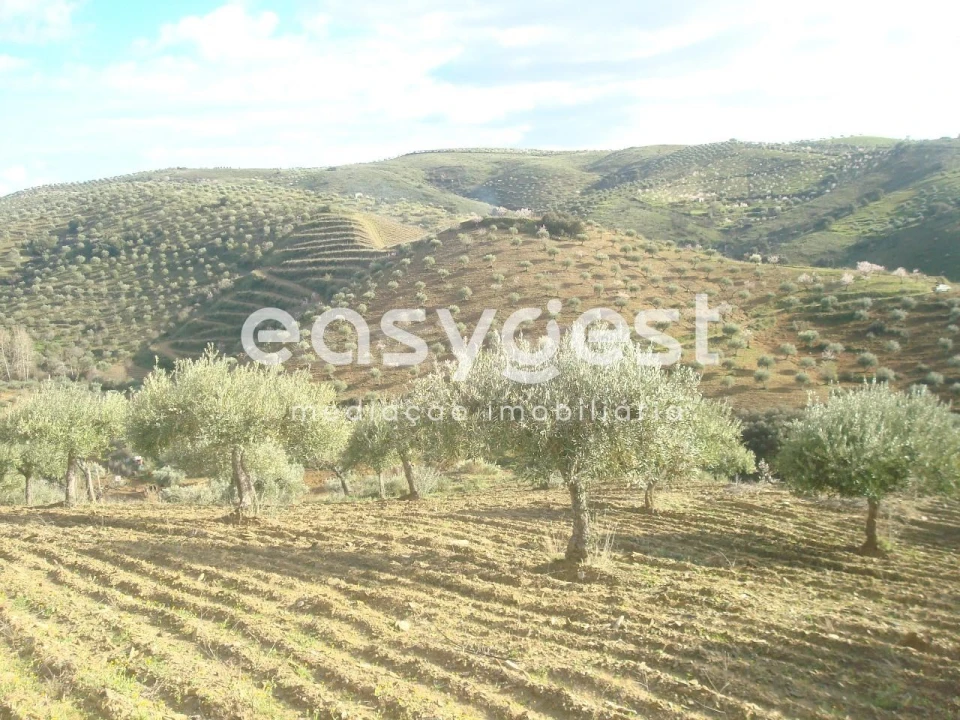 Terreno Agricola ou Rústico para Venda em Castelo Melhor Foto 8
