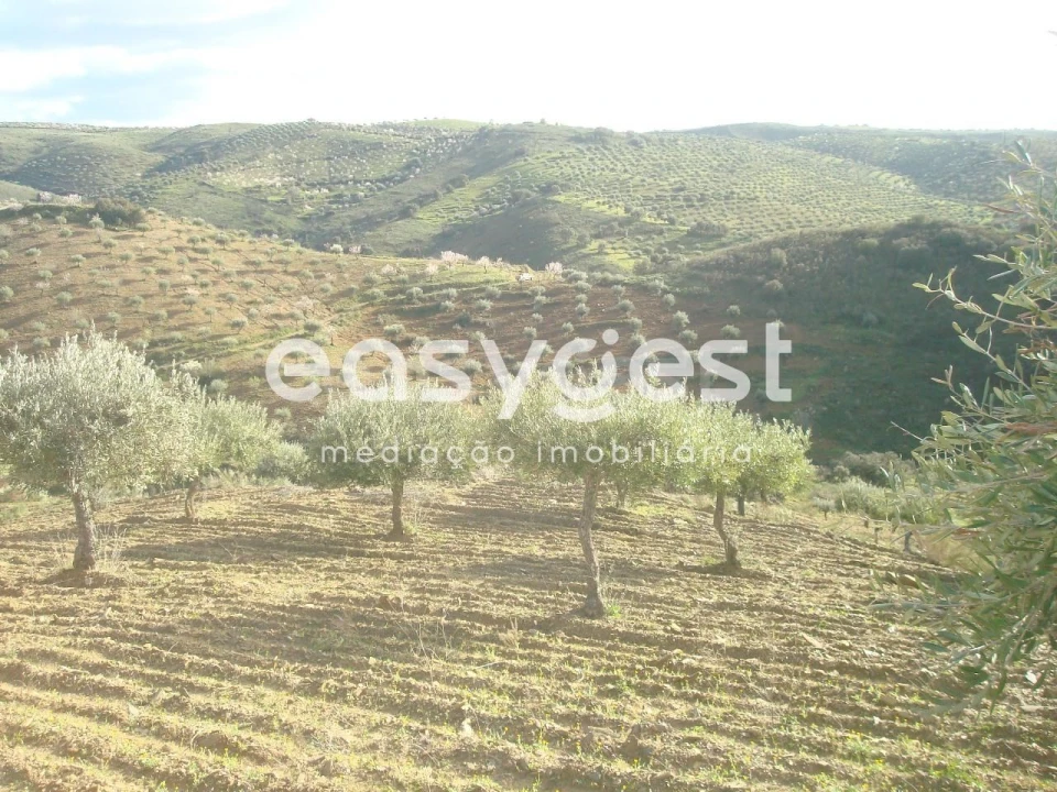 Terreno Agricola ou Rústico para Venda em Castelo Melhor Foto 12