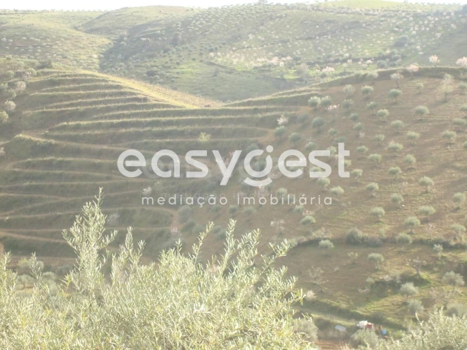 Terreno Agricola ou Rústico para Venda em Castelo Melhor Foto 2