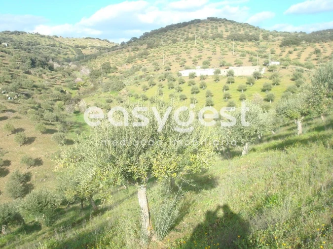 Terreno Agricola ou Rústico para Venda em Castelo Melhor Foto 6