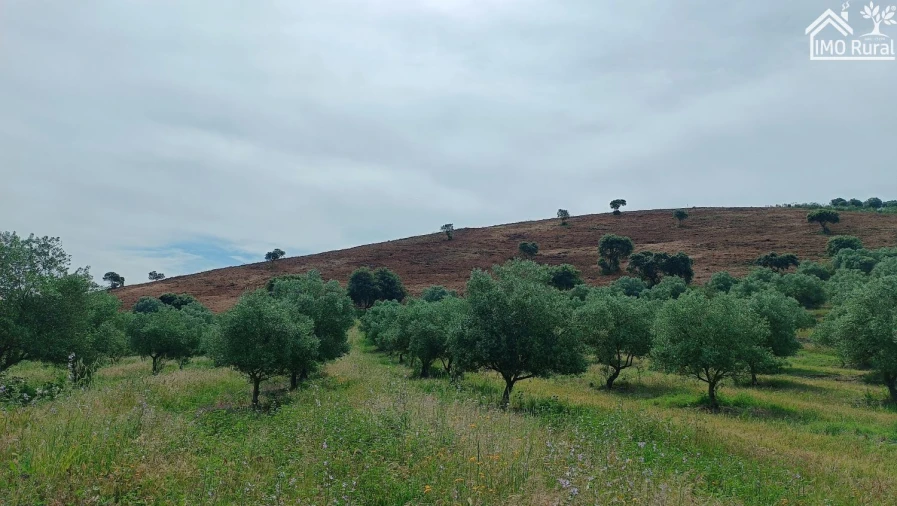 Terreno para Venda em Assunção, Ajuda, Salvador e Santo Ildefonso Foto 32