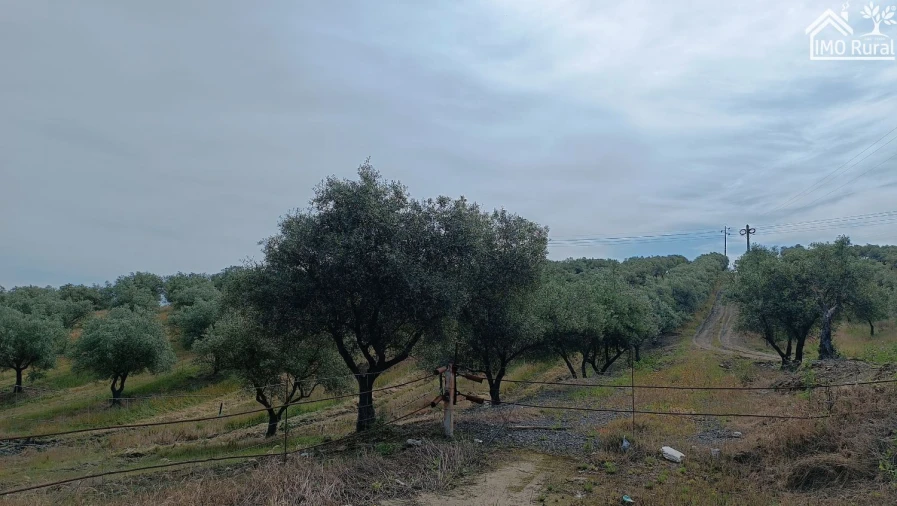 Terreno para Venda em Assunção, Ajuda, Salvador e Santo Ildefonso Foto 3
