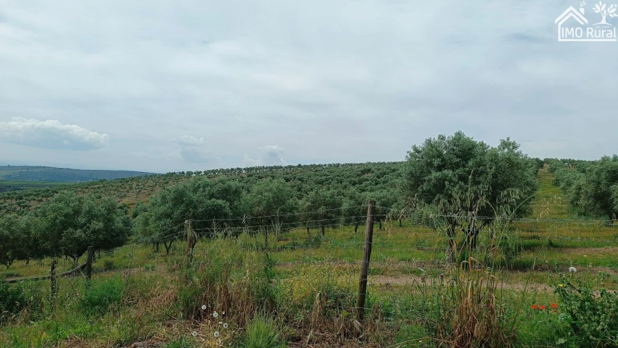 Terreno para Venda em Assunção, Ajuda, Salvador e Santo Ildefonso Foto 37