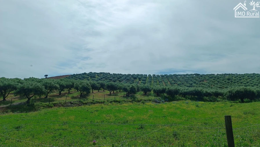 Terreno para Venda em Assunção, Ajuda, Salvador e Santo Ildefonso Foto 7