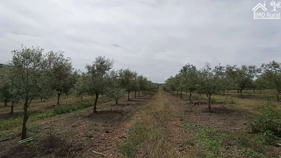 Terreno para Venda em Assunção, Ajuda, Salvador e Santo Ildefonso Foto 34