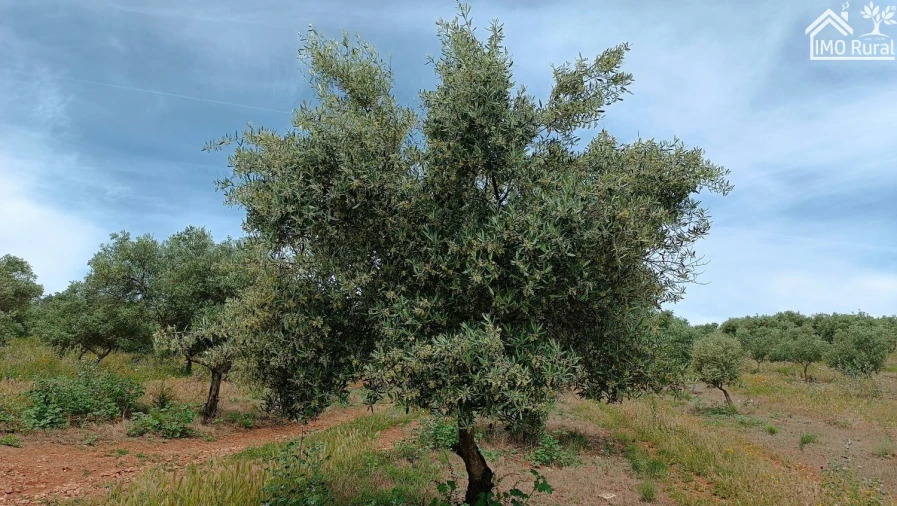 Terreno para Venda em Assunção, Ajuda, Salvador e Santo Ildefonso Foto 2