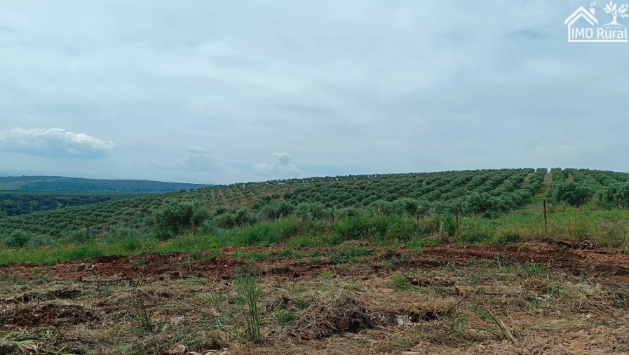 Terreno para Venda em Assunção, Ajuda, Salvador e Santo Ildefonso Foto 42