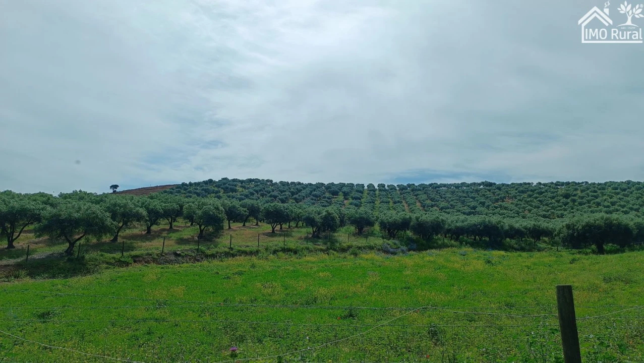 Terreno para Venda em Assunção, Ajuda, Salvador e Santo Ildefonso Foto 7