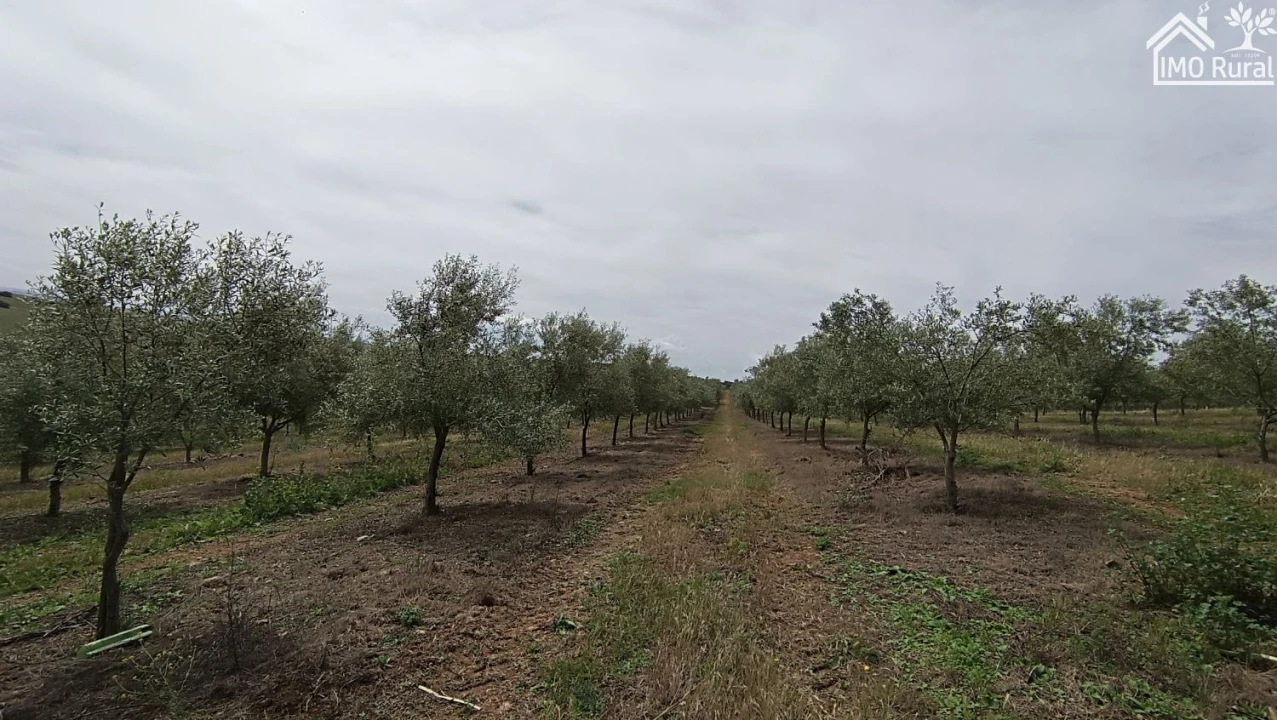 Terreno para Venda em Assunção, Ajuda, Salvador e Santo Ildefonso Foto 34