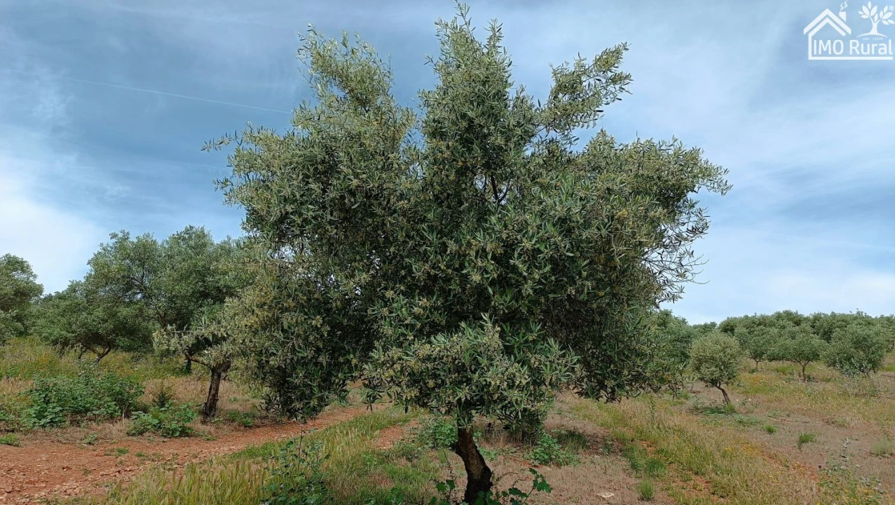 Terreno para Venda em Assunção, Ajuda, Salvador e Santo Ildefonso Foto 2