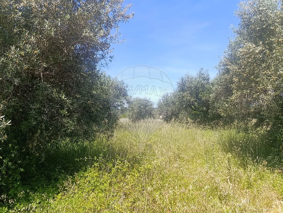 Terreno para Venda em Tamengos, Aguim e Óis do Bairro Foto 13