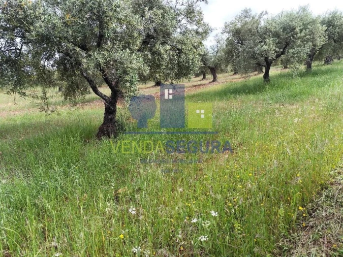 Terreno para Venda em Sobral da Adiça Foto 9