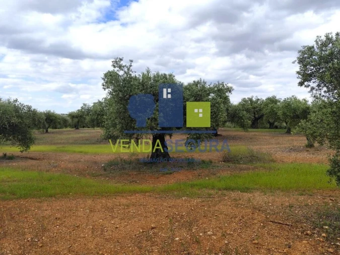 Terreno para Venda em Sobral da Adiça Foto 5