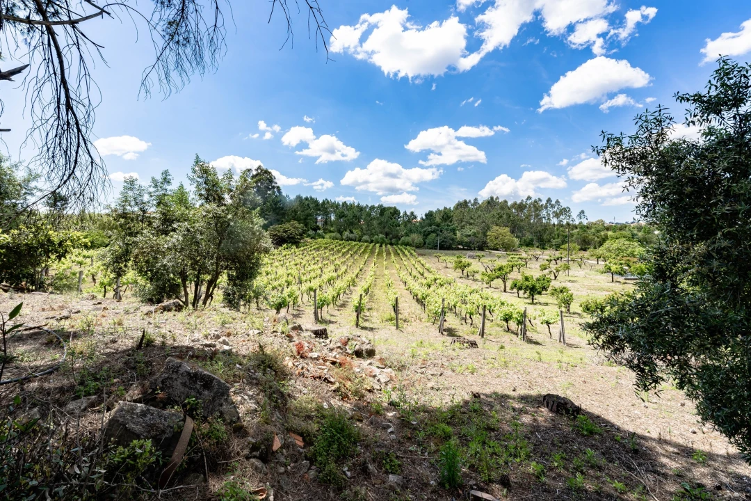 Quinta T5 para Venda em Souselas e Botão Foto 11