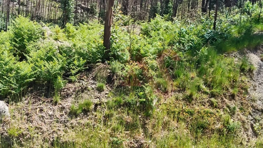 Terreno Agricola ou Rústico para Venda em Ardegão, Arnozela e Seidões