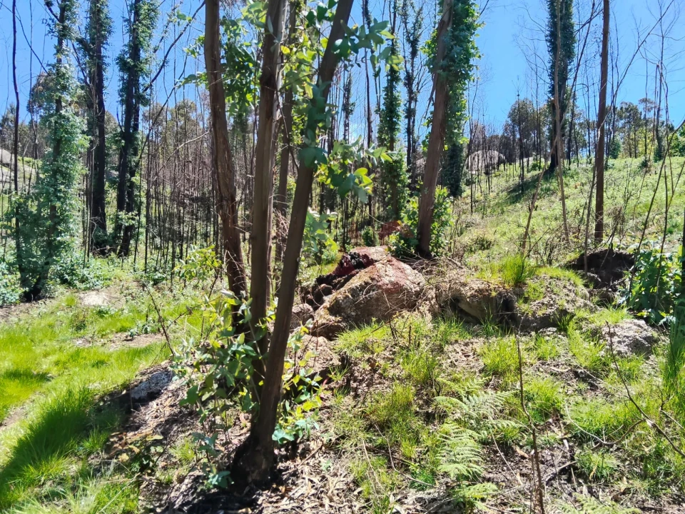 Terreno Agricola ou Rústico para Venda em Ardegão, Arnozela e Seidões Foto 2