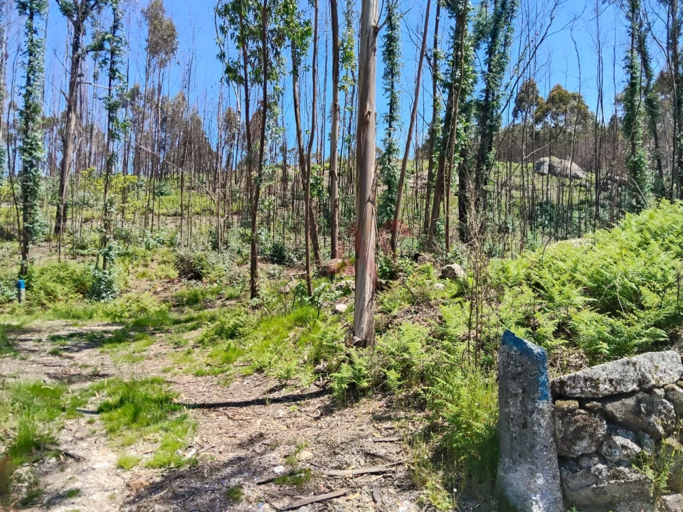 Terreno Agricola ou Rústico para Venda em Ardegão, Arnozela e Seidões Foto 4