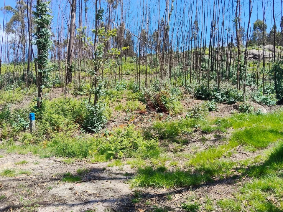 Terreno Agricola ou Rústico para Venda em Ardegão, Arnozela e Seidões Foto 5