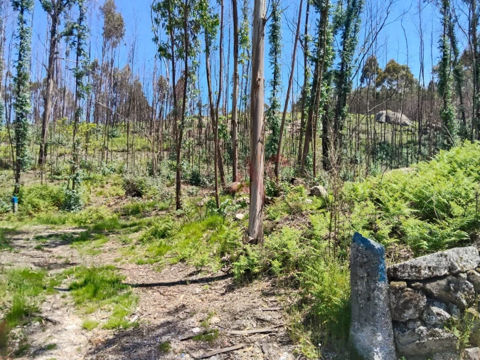 Terreno Agricola ou Rústico para Venda em Ardegão, Arnozela e Seidões Foto 3