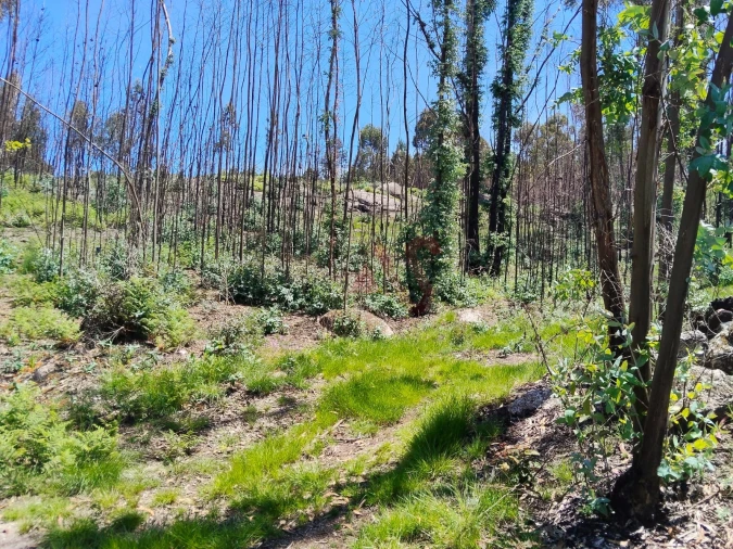 Terreno Agricola ou Rústico para Venda em Ardegão, Arnozela e Seidões Foto 4