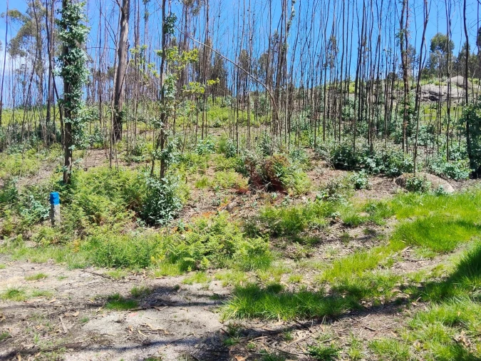 Terreno Agricola ou Rústico para Venda em Ardegão, Arnozela e Seidões Foto 5