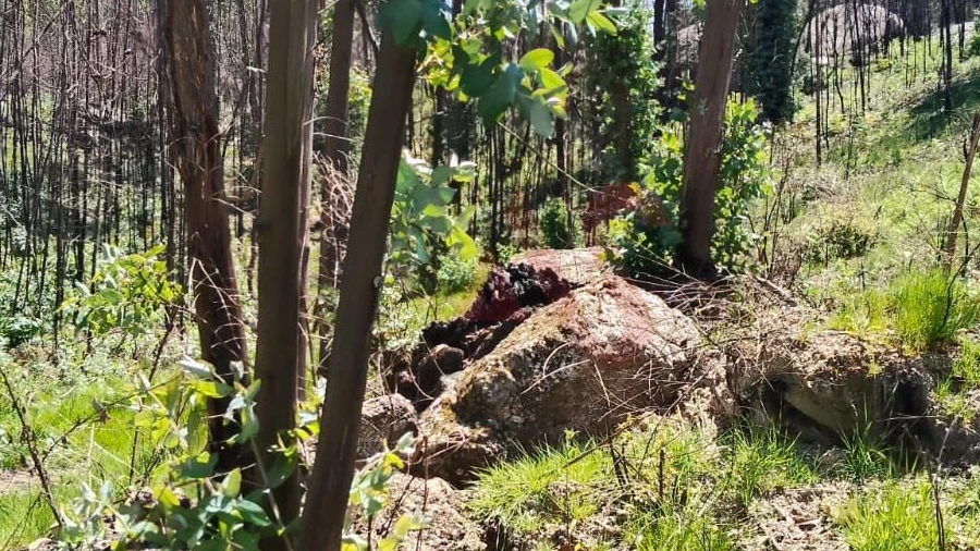 Terreno Agricola ou Rústico para Venda em Ardegão, Arnozela e Seidões