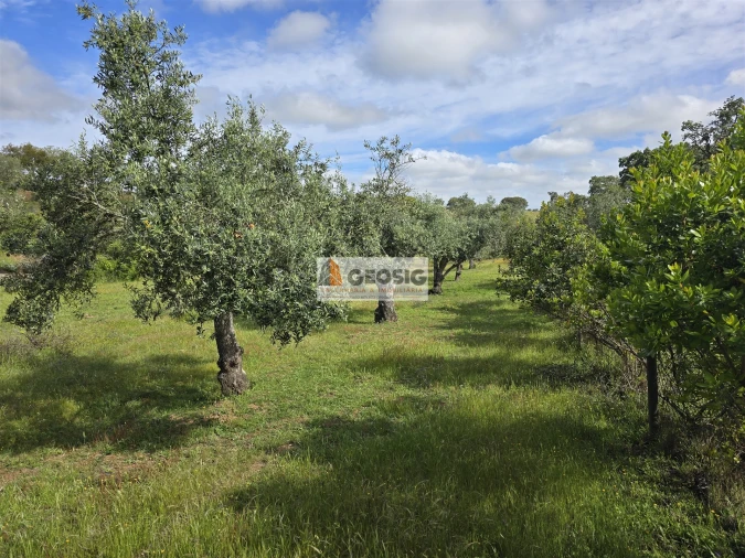 Quinta T1 para Venda em Almodôvar e Graça dos Padrões Foto 13