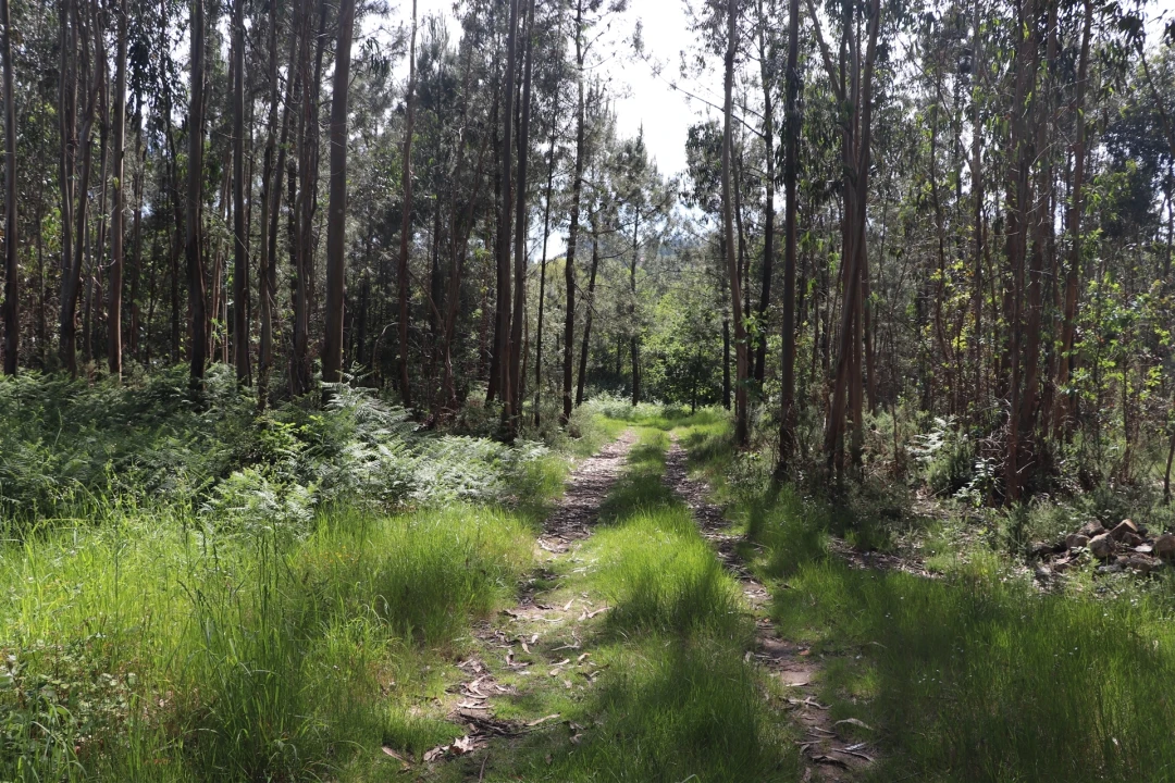 Terreno para Venda em Lustosa e Barrosas (Santo Estêvão) Foto 10