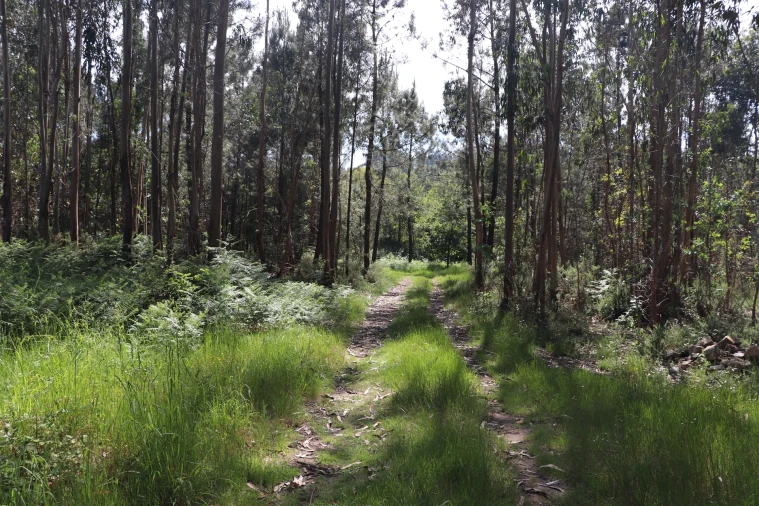 Terreno para Venda em Lustosa e Barrosas (Santo Estêvão) Foto 10