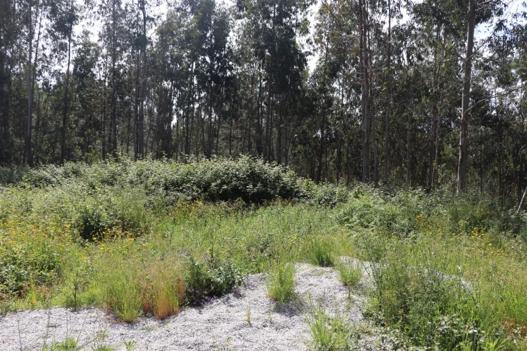 Terreno para Venda em Lustosa e Barrosas (Santo Estêvão) Foto 7