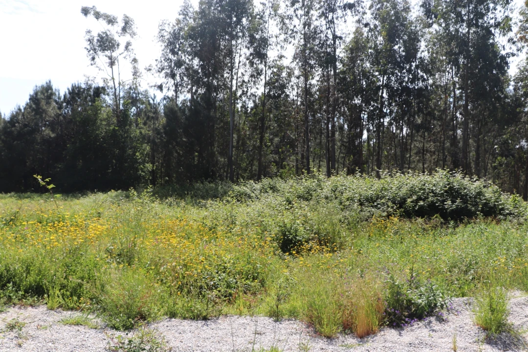 Terreno para Venda em Lustosa e Barrosas (Santo Estêvão) Foto 6