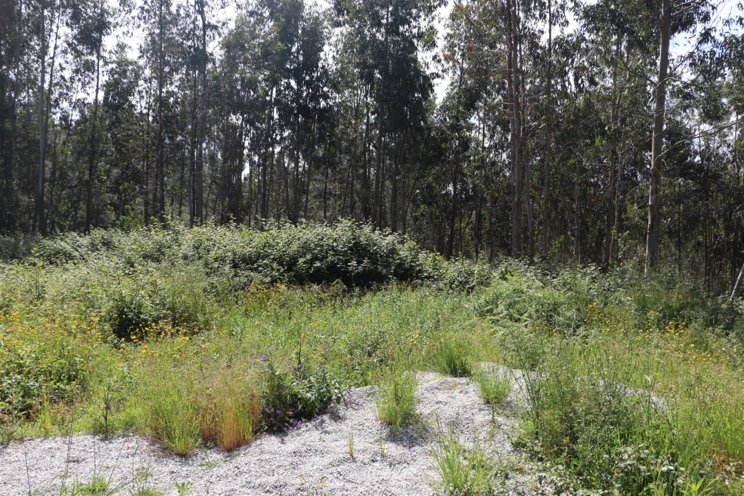 Terreno para Venda em Lustosa e Barrosas (Santo Estêvão) Foto 7