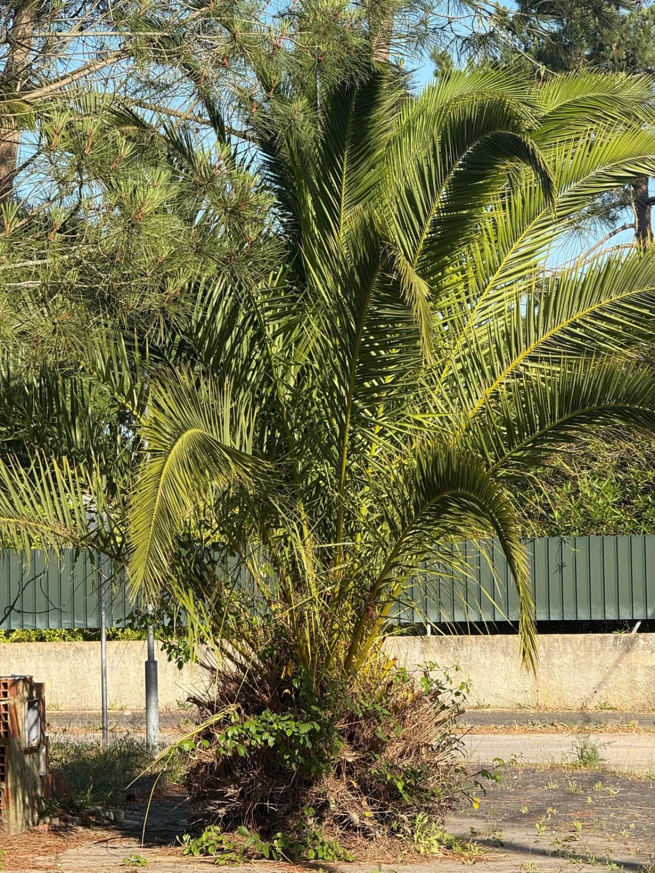 Moradia T3 para Venda em Sesimbra (Castelo) Foto 17