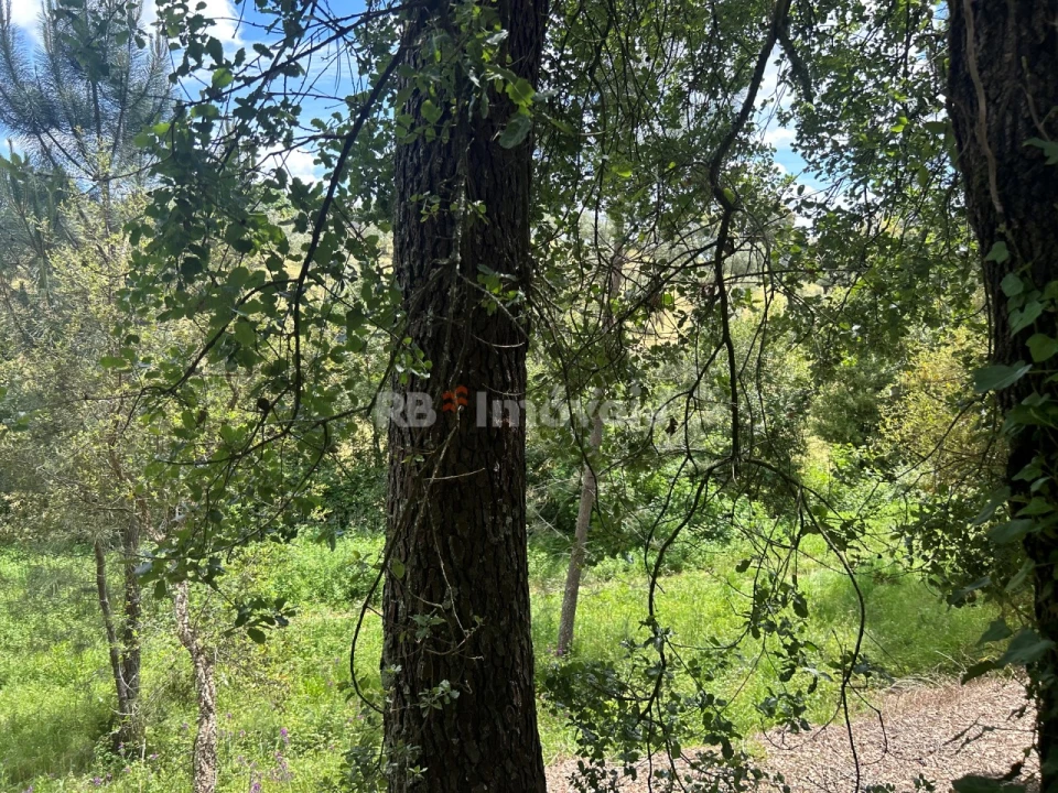 Terreno Agricola ou Rústico para Venda em Ferreira do Zezere Foto 4