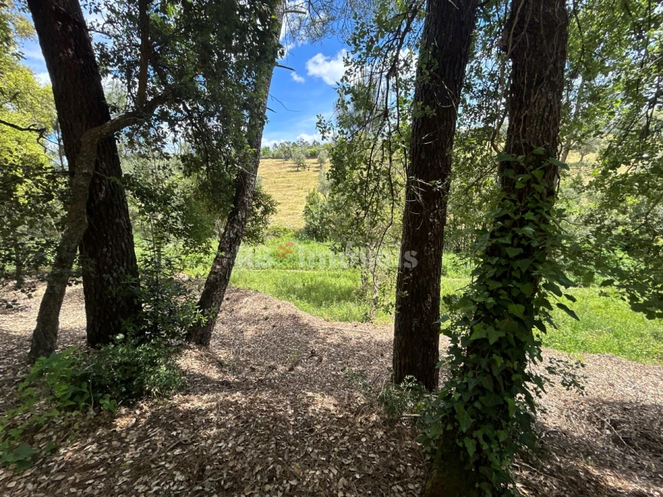 Terreno Agricola ou Rústico para Venda em Ferreira do Zezere Foto 6