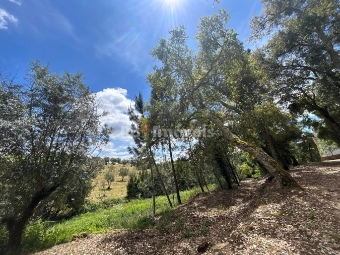 Terreno Agricola ou Rústico para Venda em Ferreira do Zezere Foto 7