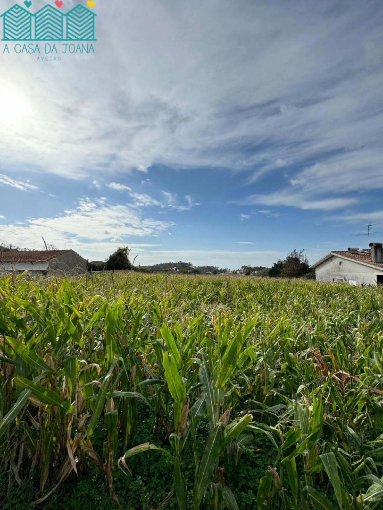 Terreno para Venda em Branca Foto 6