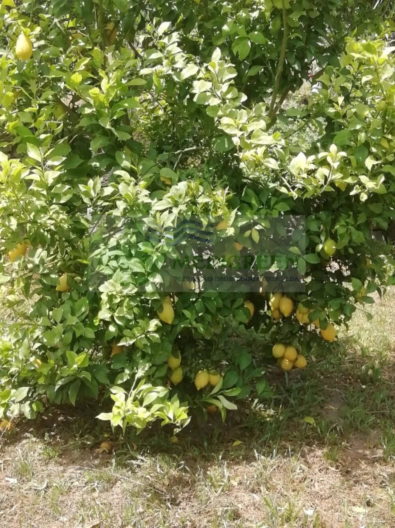 Quinta para Venda em Couto de Esteves Foto 7