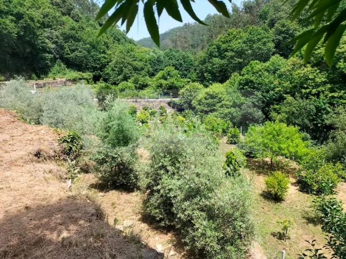 Quinta para Venda em Couto de Esteves Foto 22