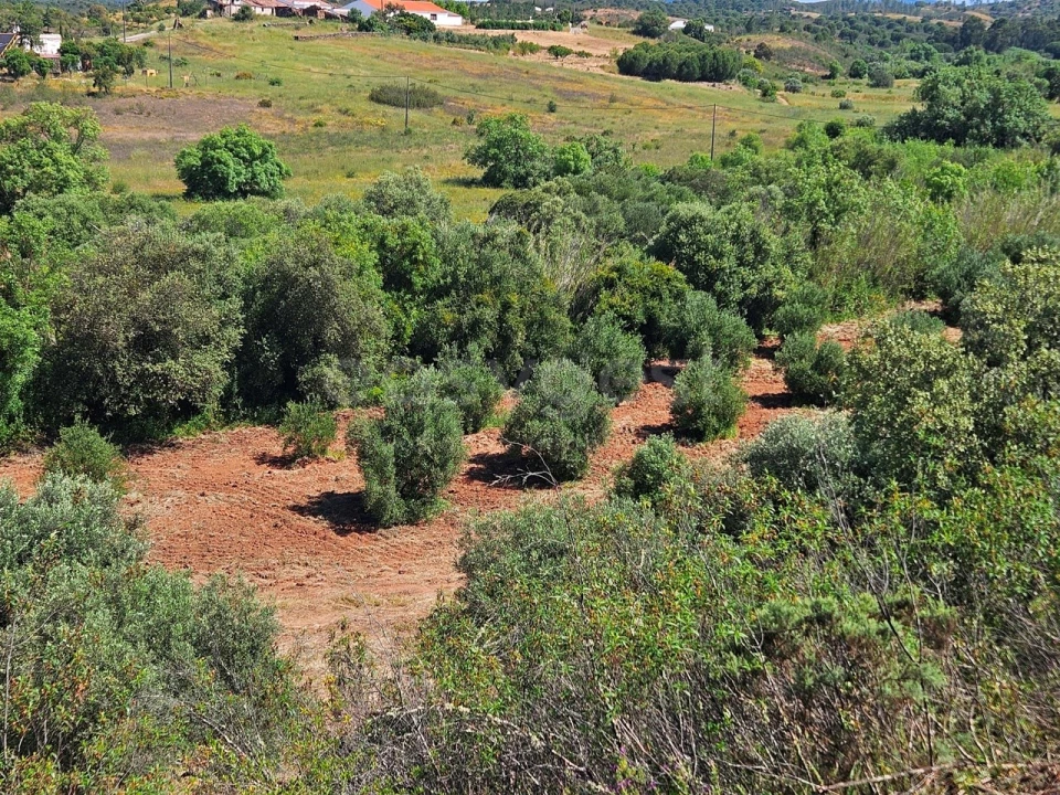 Terreno Agricola ou Rústico para Venda em São Bartolomeu de Messines Foto 6