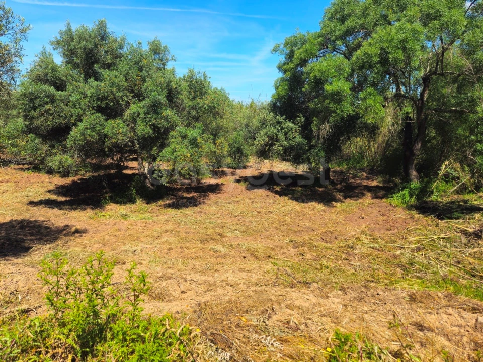 Terreno Agricola ou Rústico para Venda em São Bartolomeu de Messines Foto 13