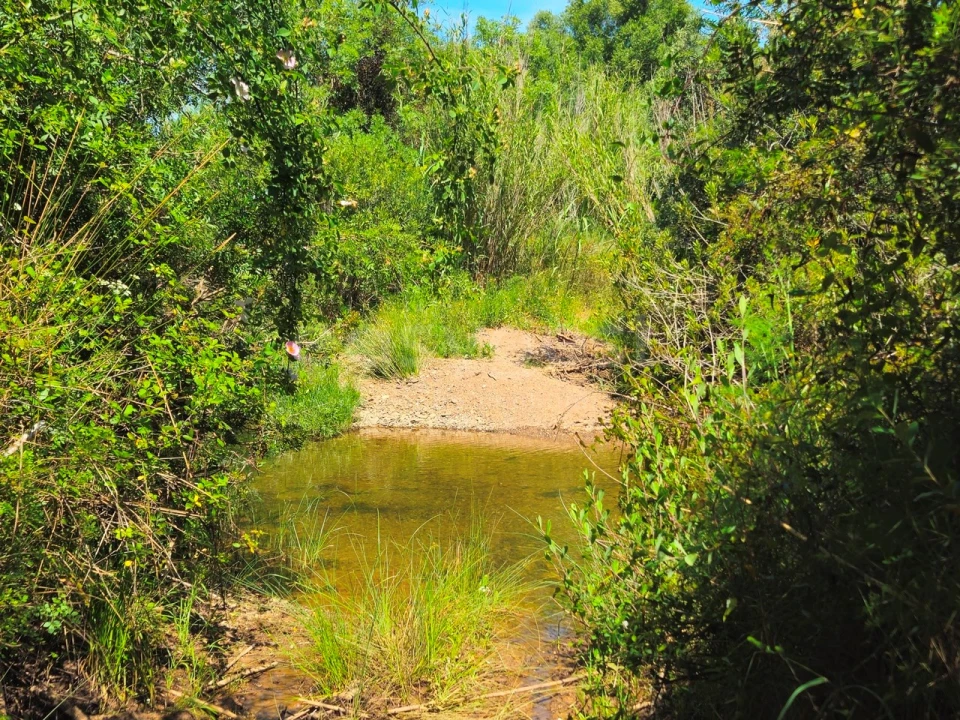 Terreno Agricola ou Rústico para Venda em São Bartolomeu de Messines Foto 14