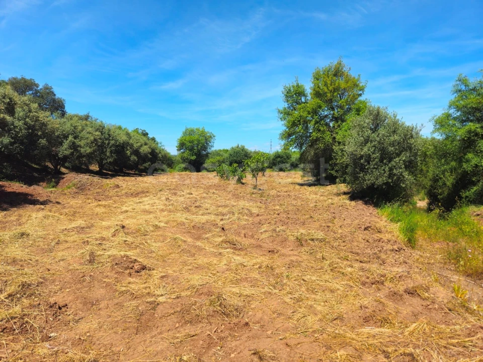 Terreno Agricola ou Rústico para Venda em São Bartolomeu de Messines Foto 17