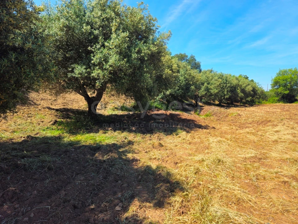 Terreno Agricola ou Rústico para Venda em São Bartolomeu de Messines Foto 18