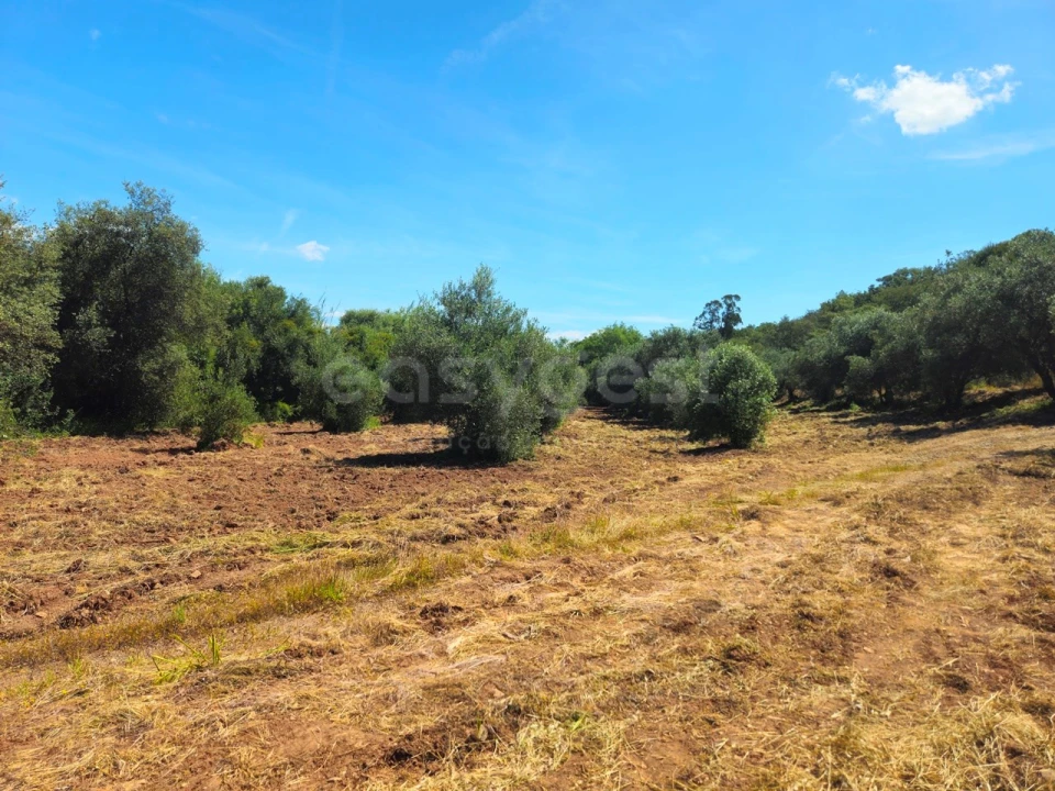 Terreno Agricola ou Rústico para Venda em São Bartolomeu de Messines Foto 19