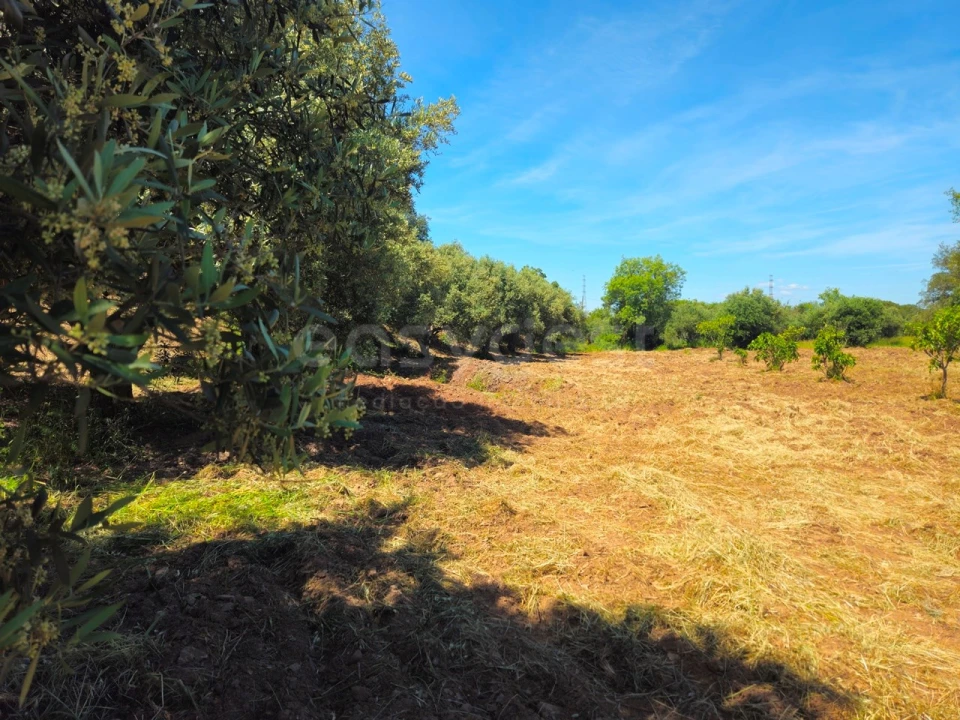 Terreno Agricola ou Rústico para Venda em São Bartolomeu de Messines Foto 21
