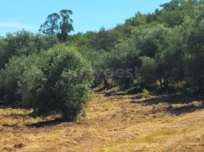 Terreno Agricola ou Rústico para Venda em São Bartolomeu de Messines Foto 20