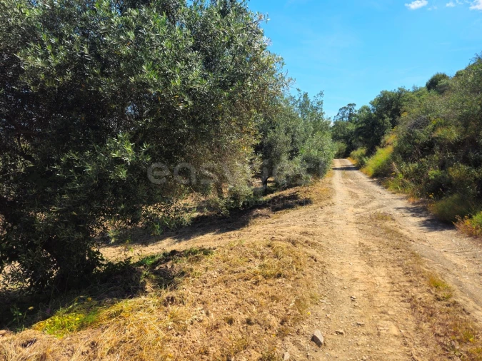 Terreno Agricola ou Rústico para Venda em São Bartolomeu de Messines Foto 22