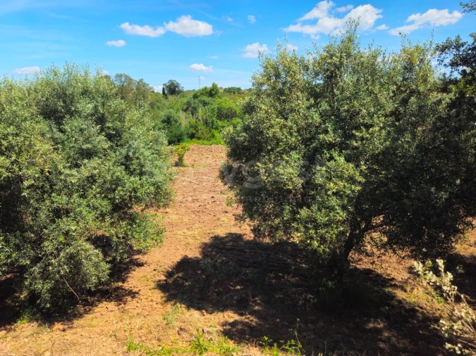 Terreno Agricola ou Rústico para Venda em São Bartolomeu de Messines Foto 23
